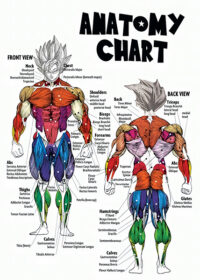 Goku Dragon Ball Anatomy Chart Anime Poster