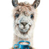 Llama Latte Funny Poster