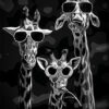 Cool Giraffes Funny Poster