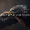 Eagles Don't Take Flight Lessons From Chickens Animal Motivational Poster