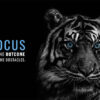 Focus On Outcome Not On Obstacles Animal Motivational Poster