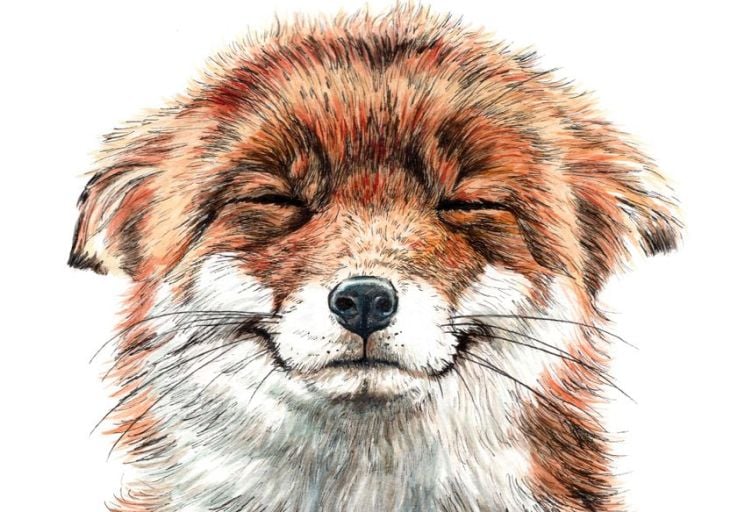 Buy Animals Posters