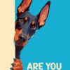 Doberman Peeking Are You Pooping Poster