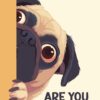 Pug Peeking Are You Pooping Poster