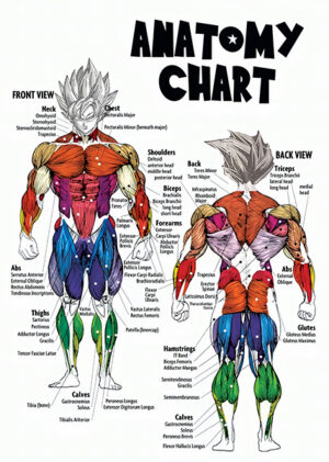 Goku dragon ball anatomy chart anime poster 3.jpg