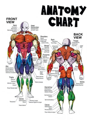 Jiren dragon ball anatomy chart anime poster 3.jpg