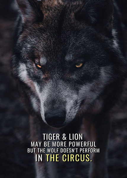 Tiger lion and wolf animal motivational poster 2.jpg
